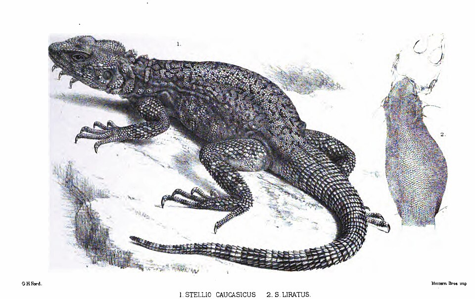 Caucasian Agama
