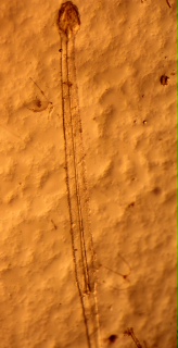 arrow worm