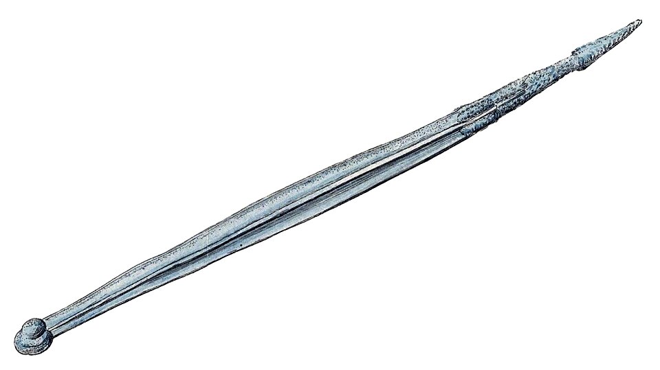 coastal arrow worm