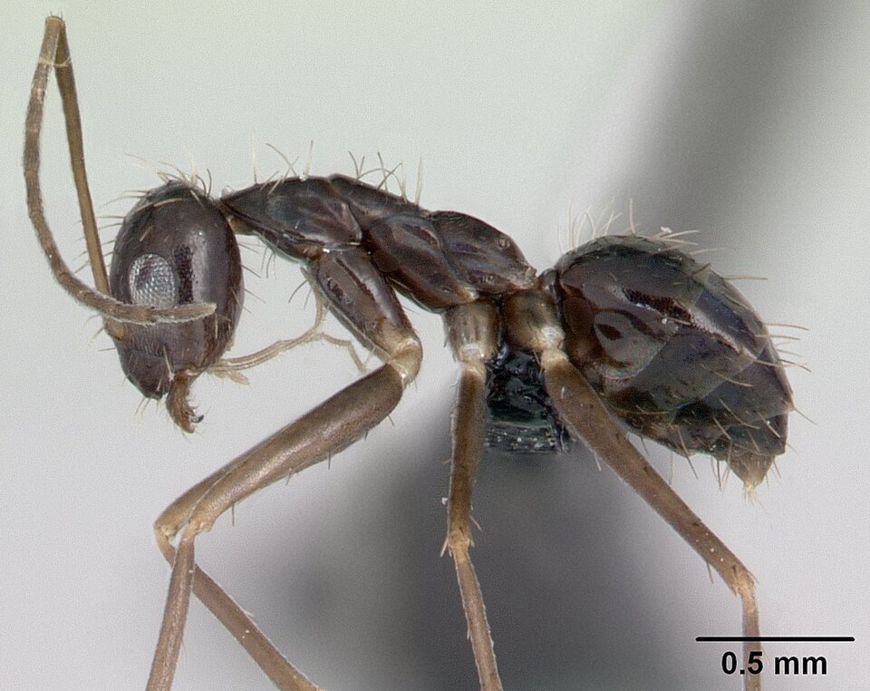 Crazy ant