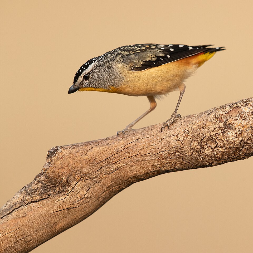 Spotted Pardalote