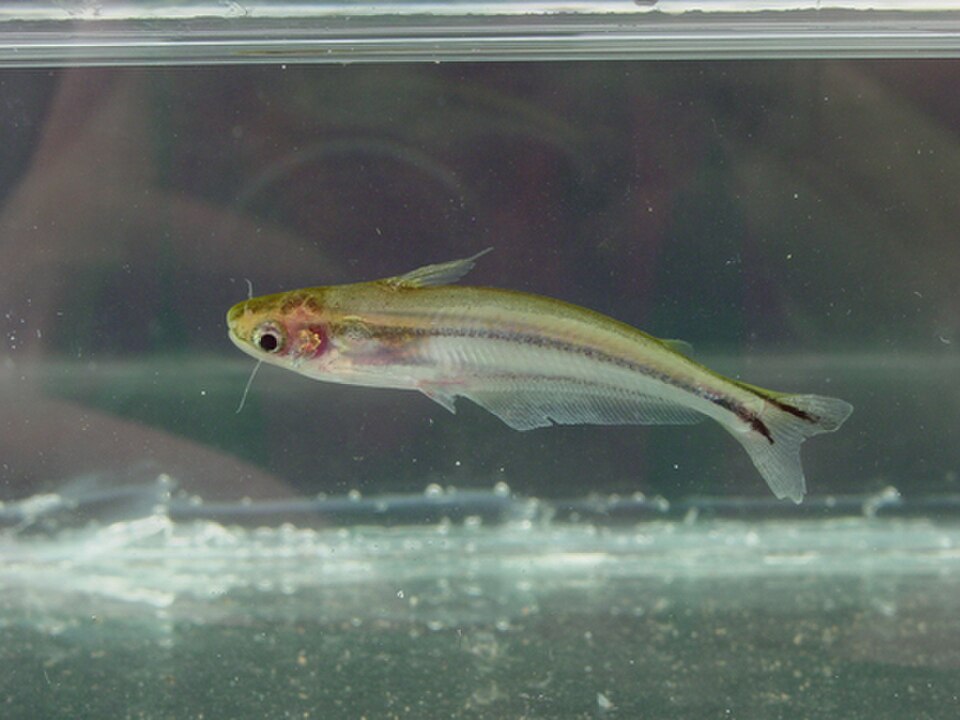 African glass catfish