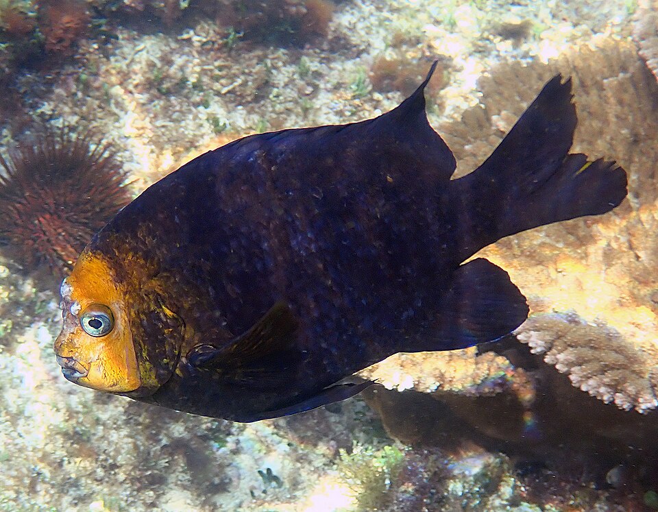 Banded Parma