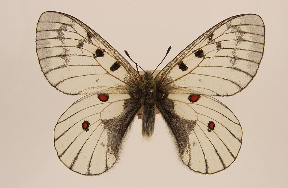 Parnassius bremeri