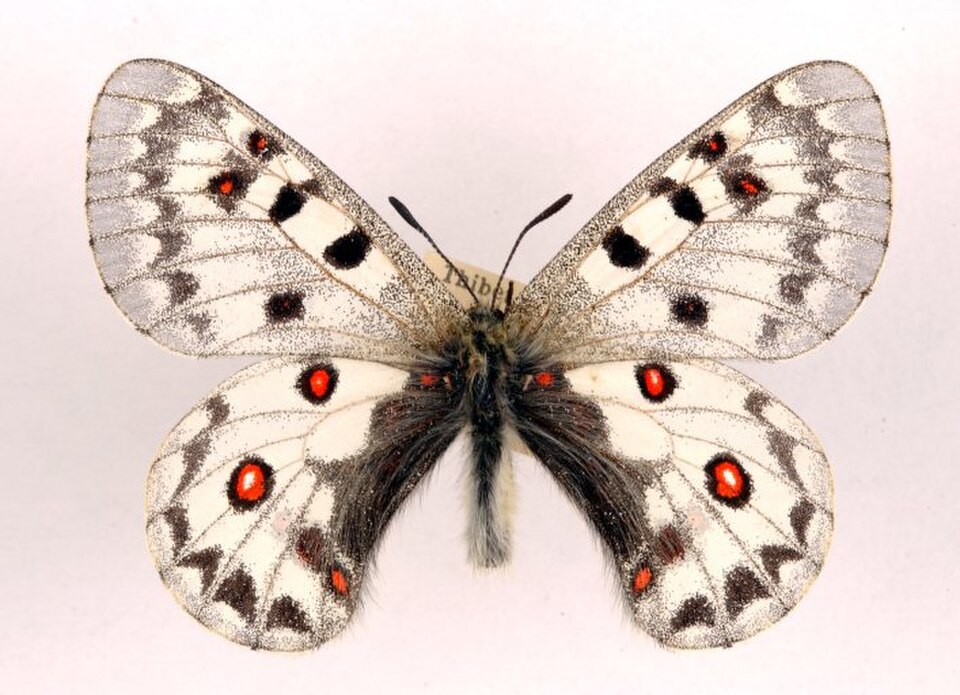 Keeled Apollo