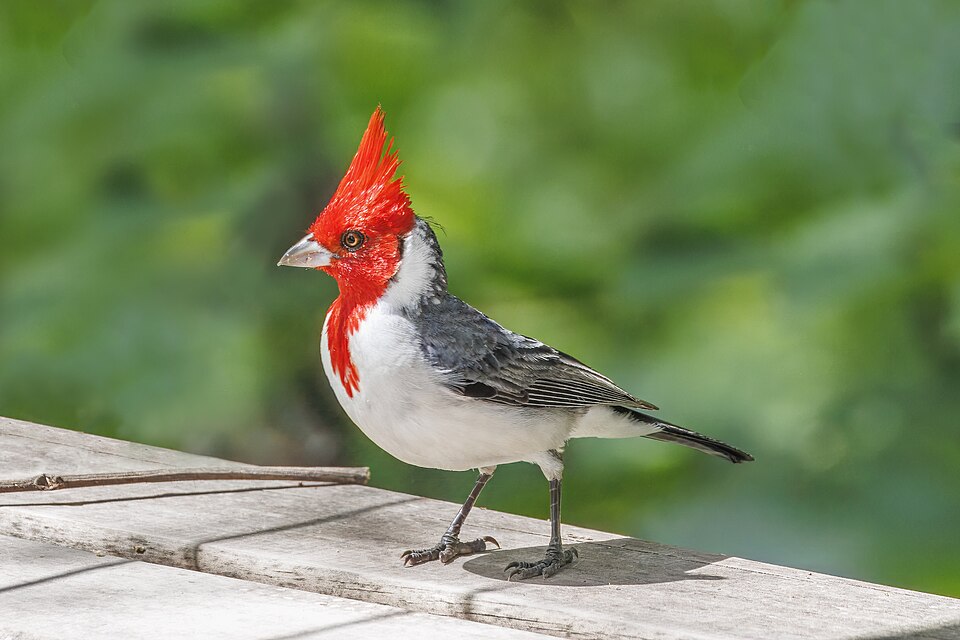 Red-crested Cardinal