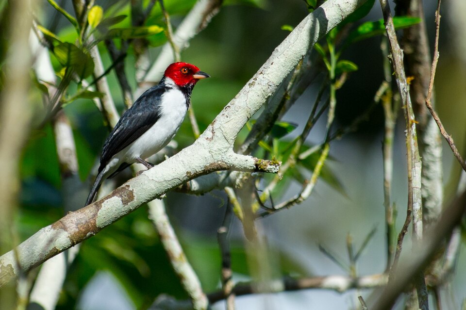Red-capped Cardinal