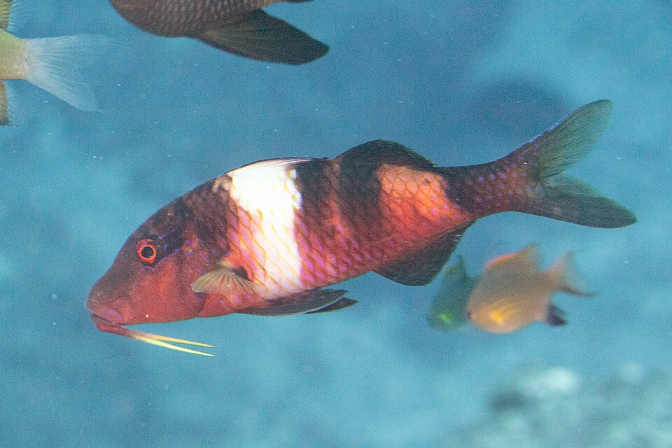 Manybar goatfish