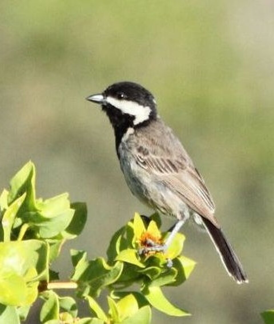 Grey Tit
