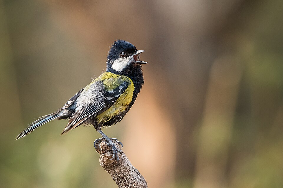 Green-backed Tit
