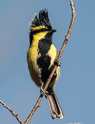 Black-lored Tit