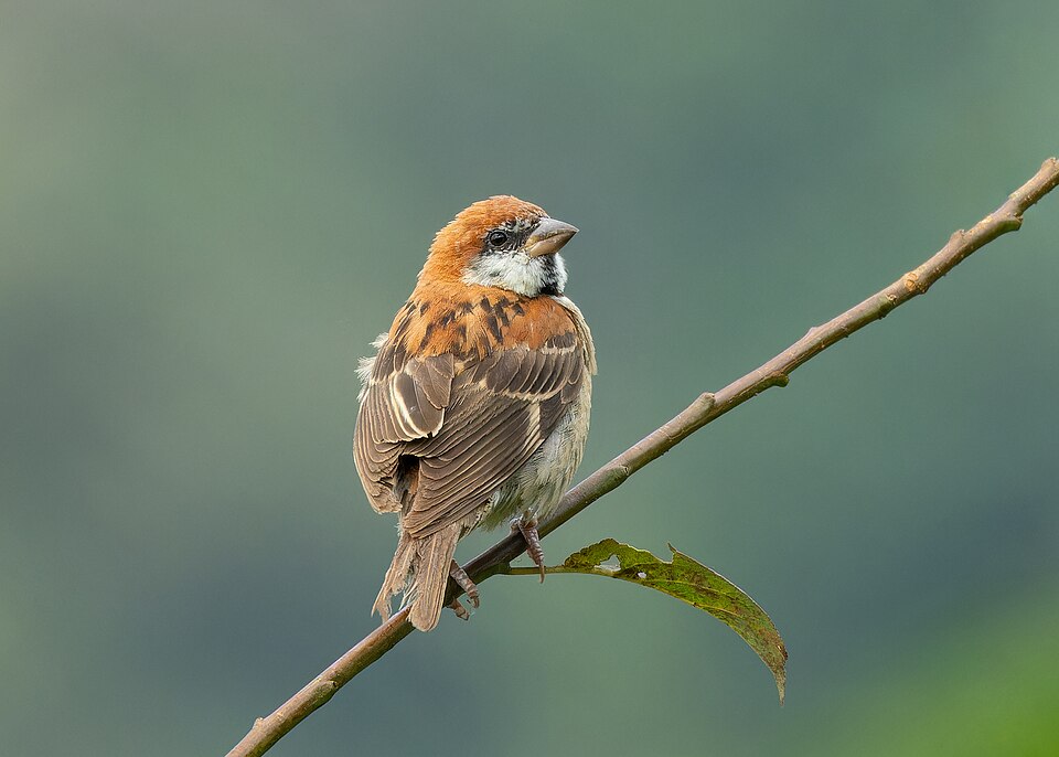 Russet Sparrow