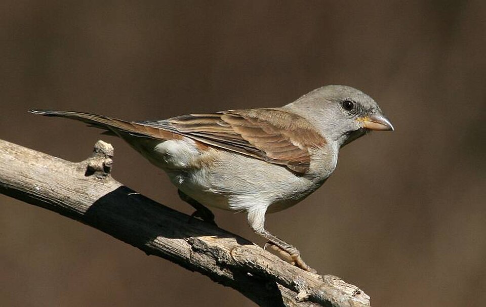 Southern Gray-headed Sparrow
