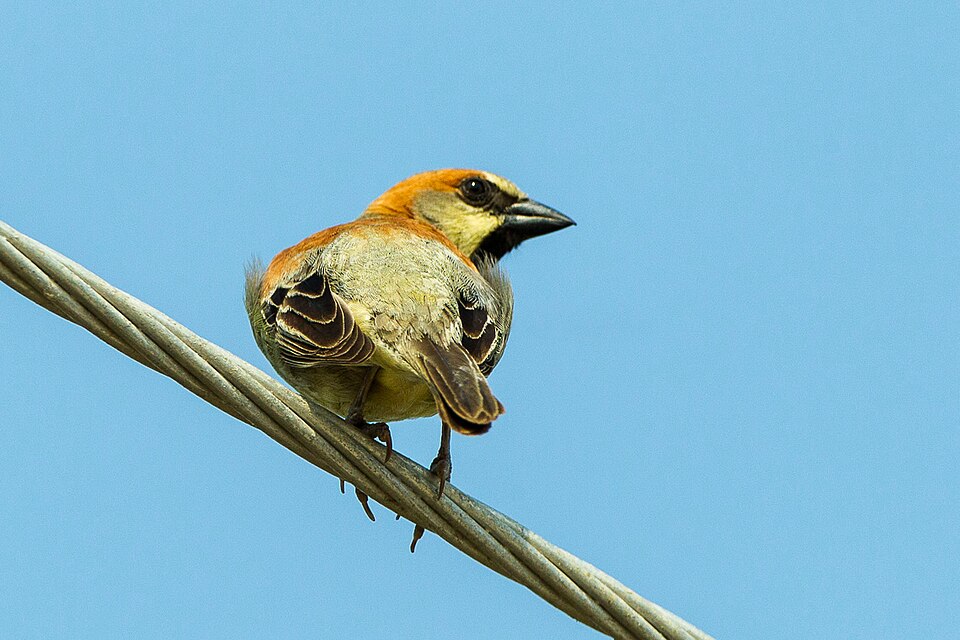 Plain-backed Sparrow
