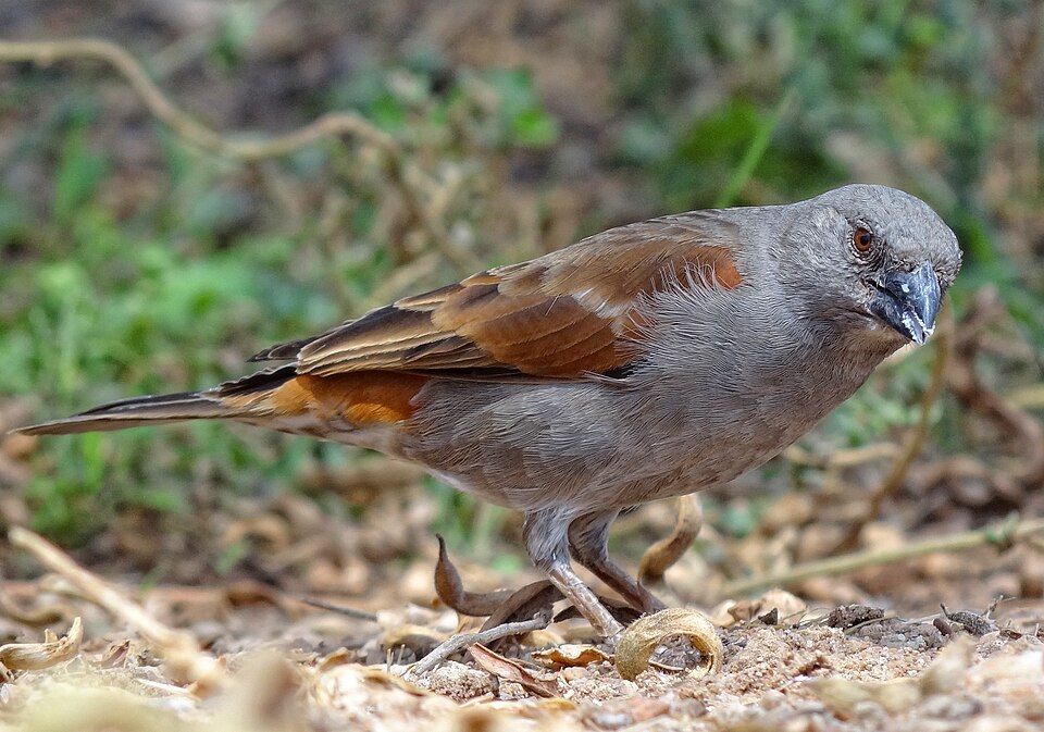 Parrot-billed Sparrow