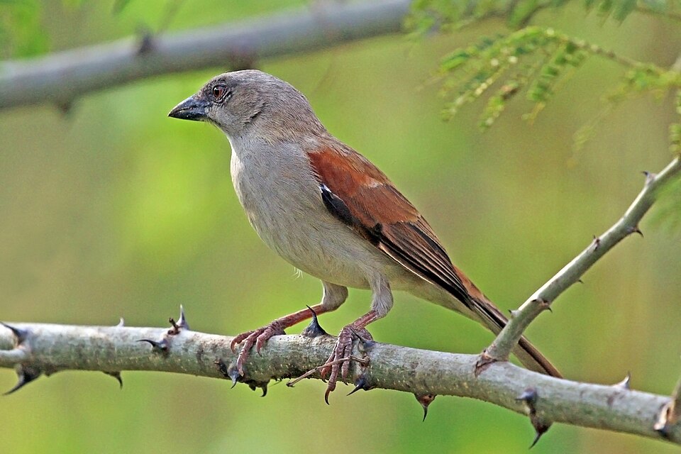 Northern Gray-headed Sparrow