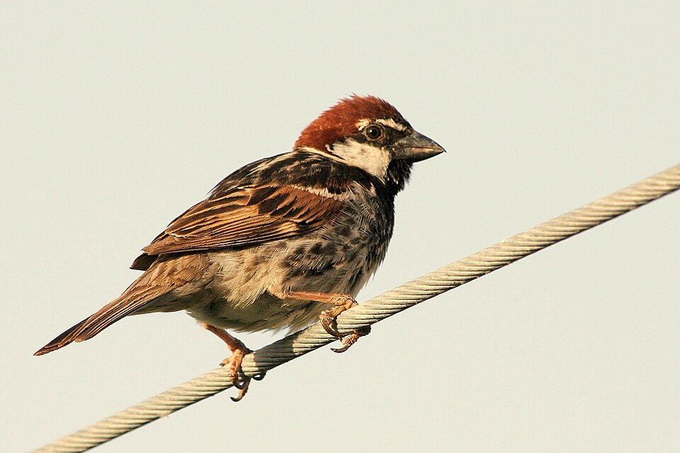Spanish Sparrow