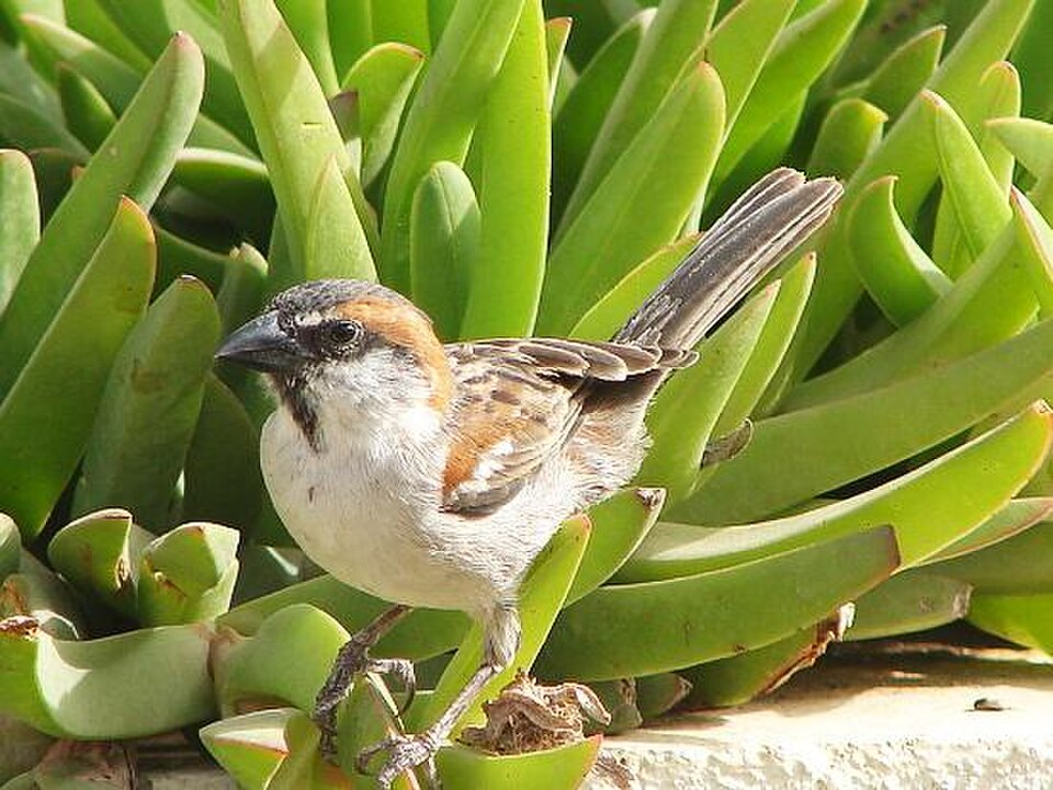 Cape Verde Sparrow