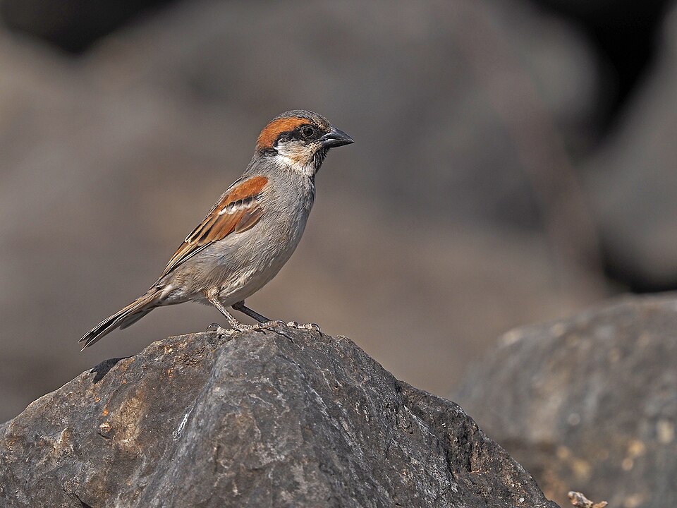 Socotra Sparrow