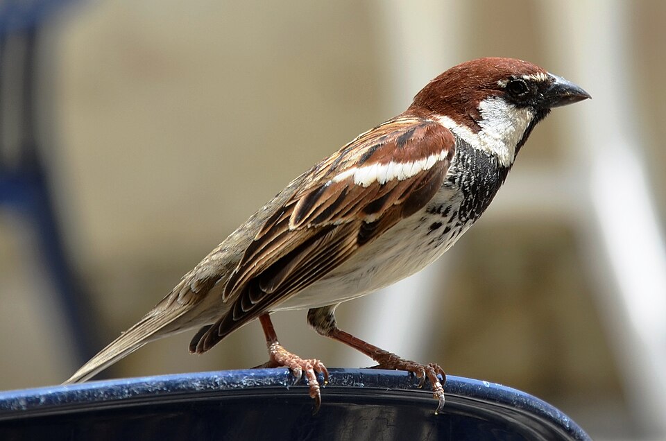 Italian Sparrow