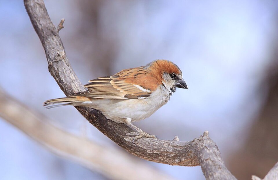 Great Rufous Sparrow