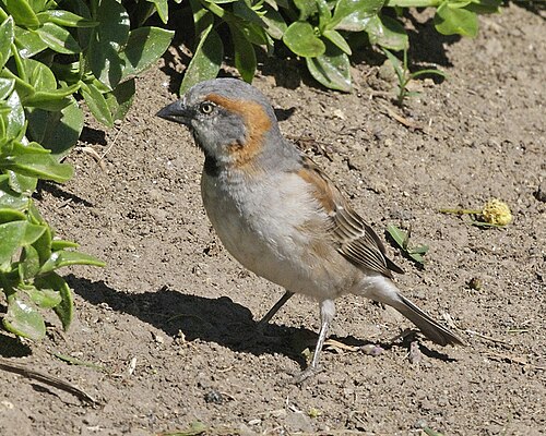 Kenya Rufous Sparrow