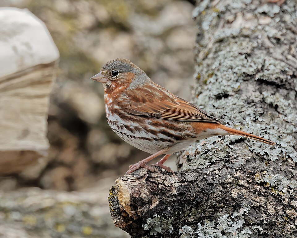 Fox Sparrow