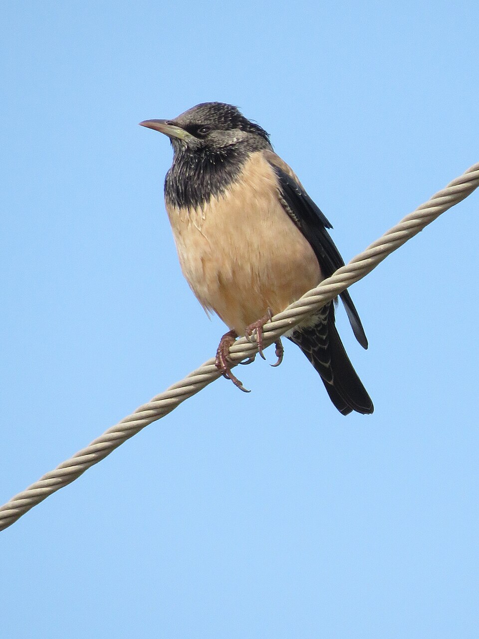 Rosy Starling