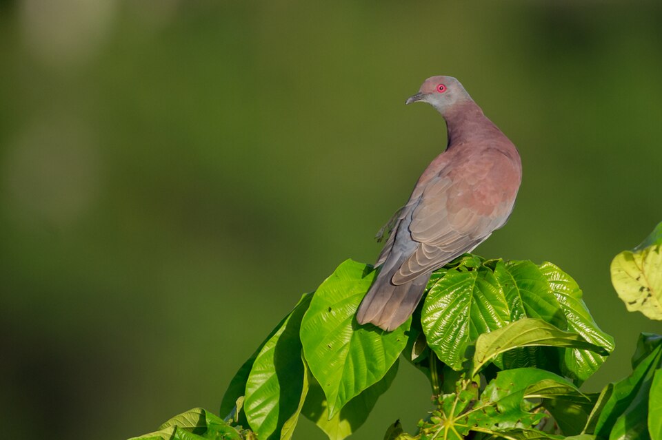 Pale-vented Pigeon