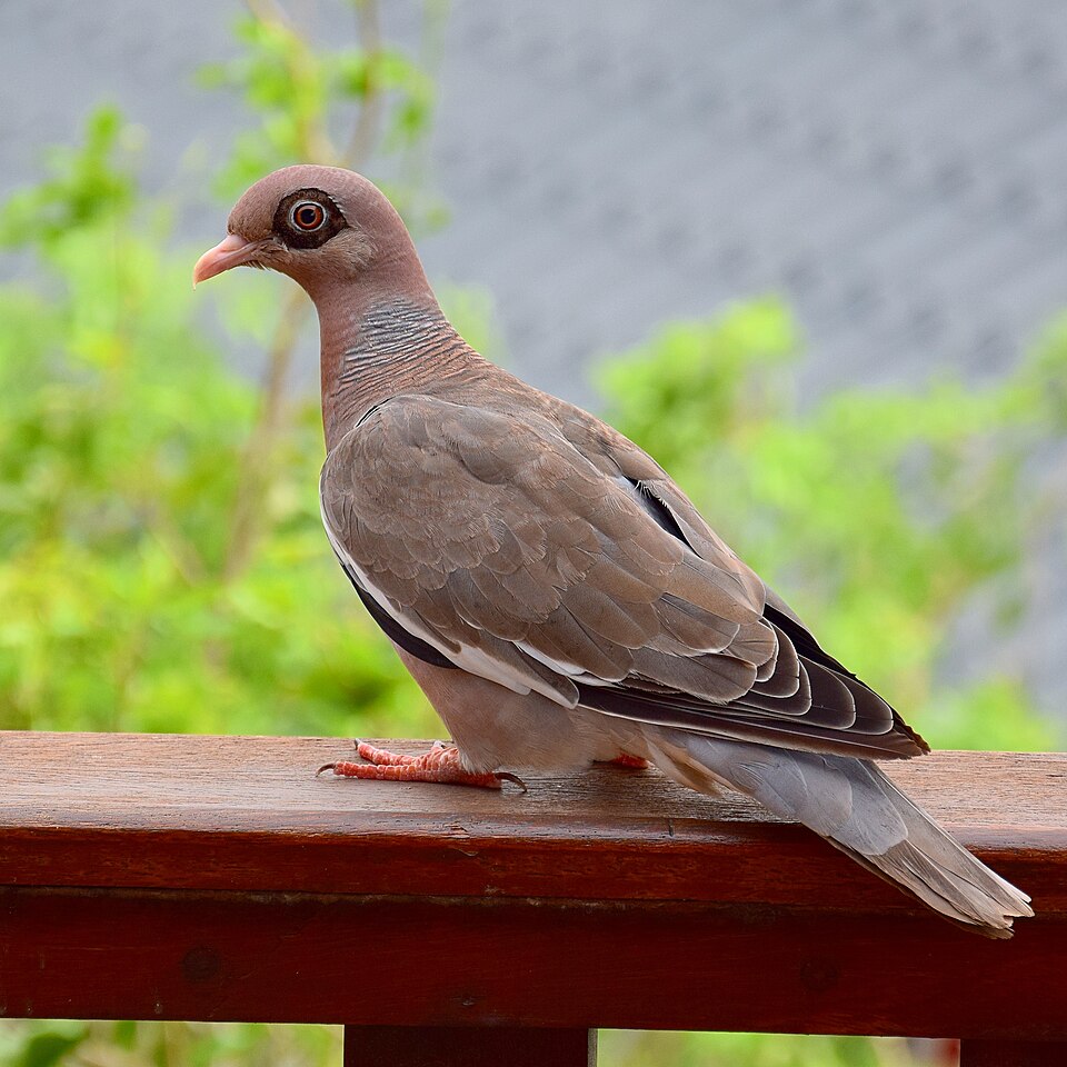 Bare-eyed Pigeon
