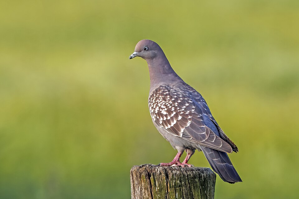 Spot-winged Pigeon