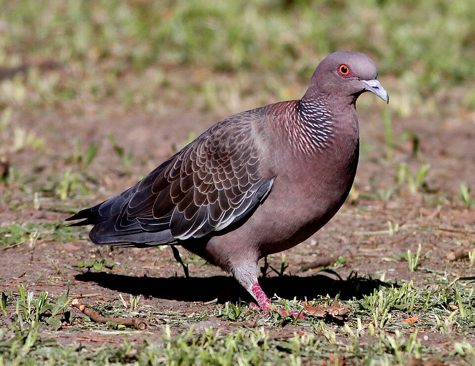 Picazuro Pigeon