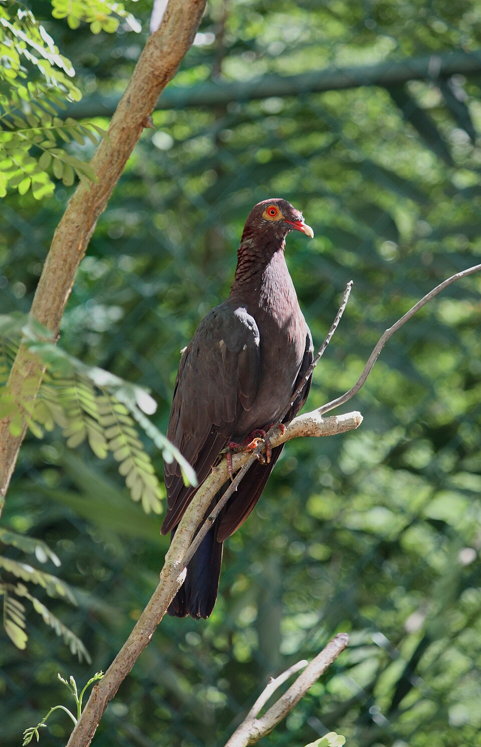 Scaly-naped Pigeon