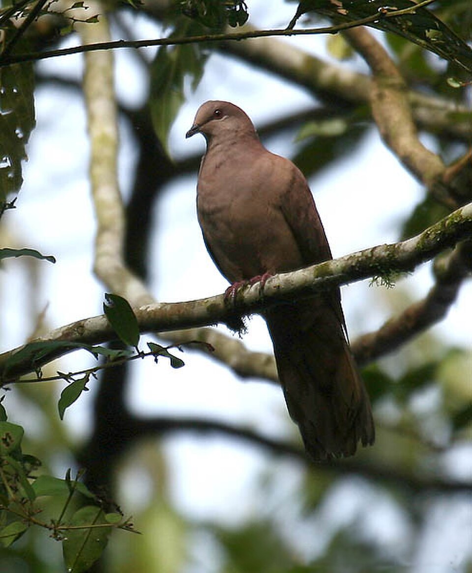 Ruddy Pigeon