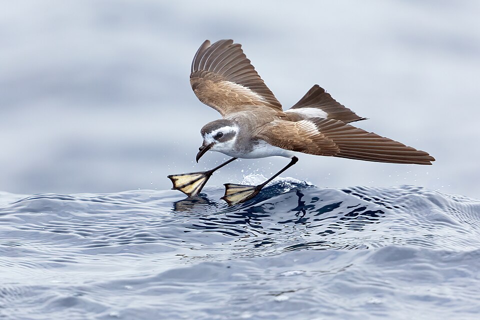 White-faced Storm-Petrel