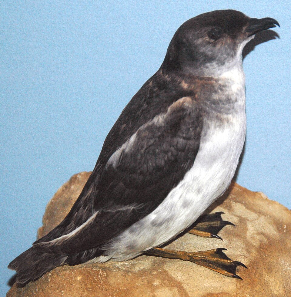 South Georgia Diving-Petrel