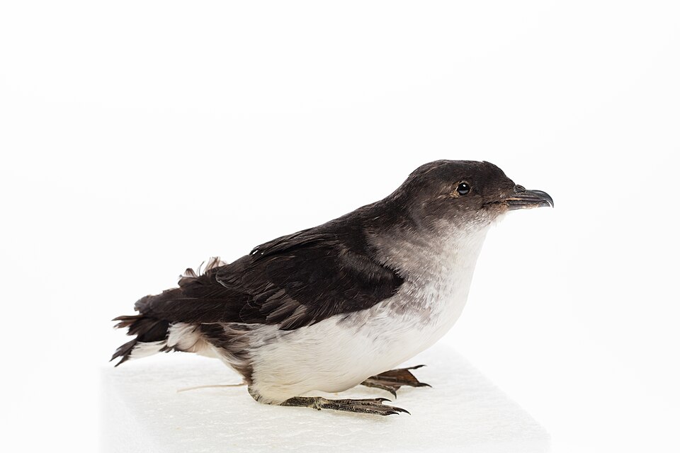 Common Diving-Petrel