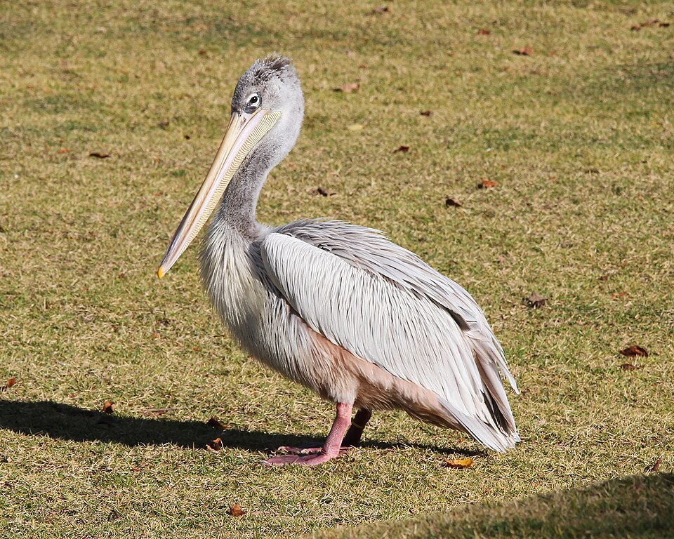 Pink-backed Pelican