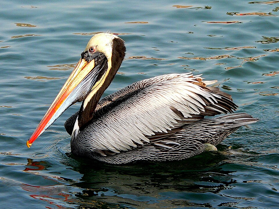 Peruvian Pelican