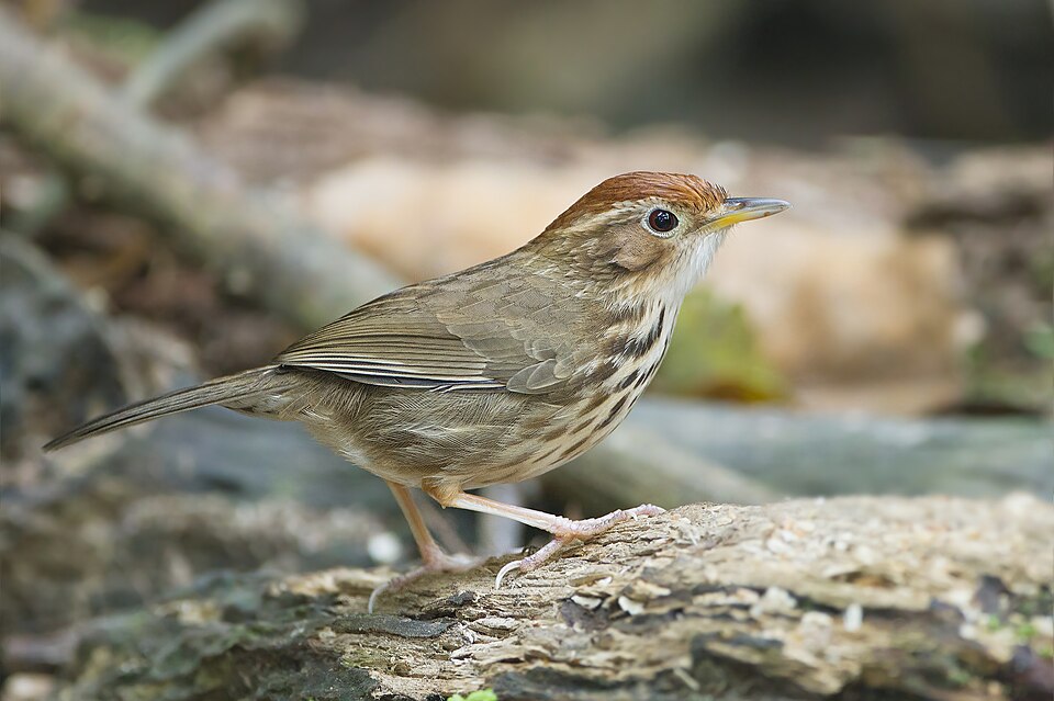 Puff-throated Babbler