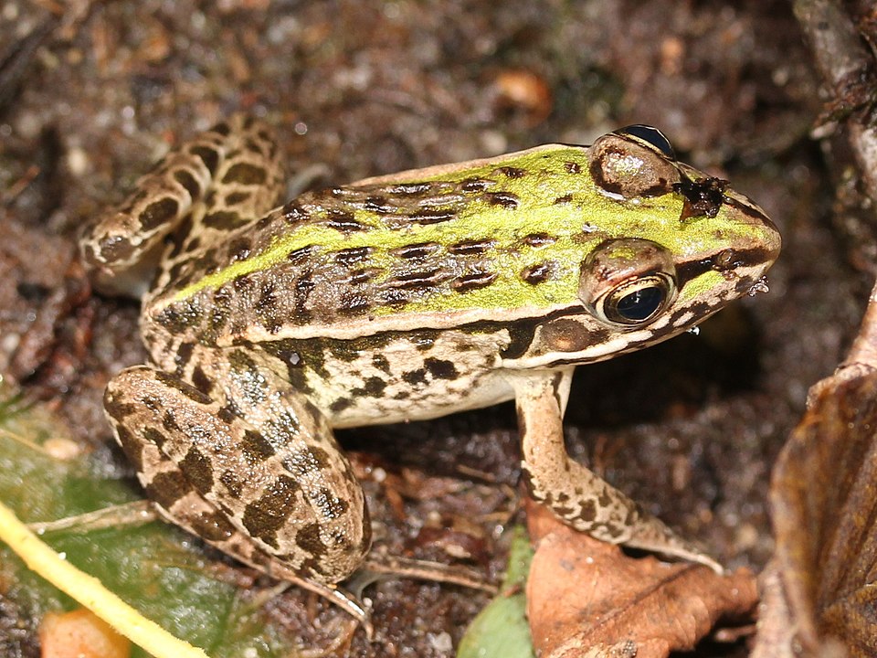 Black-spotted Pond Frog