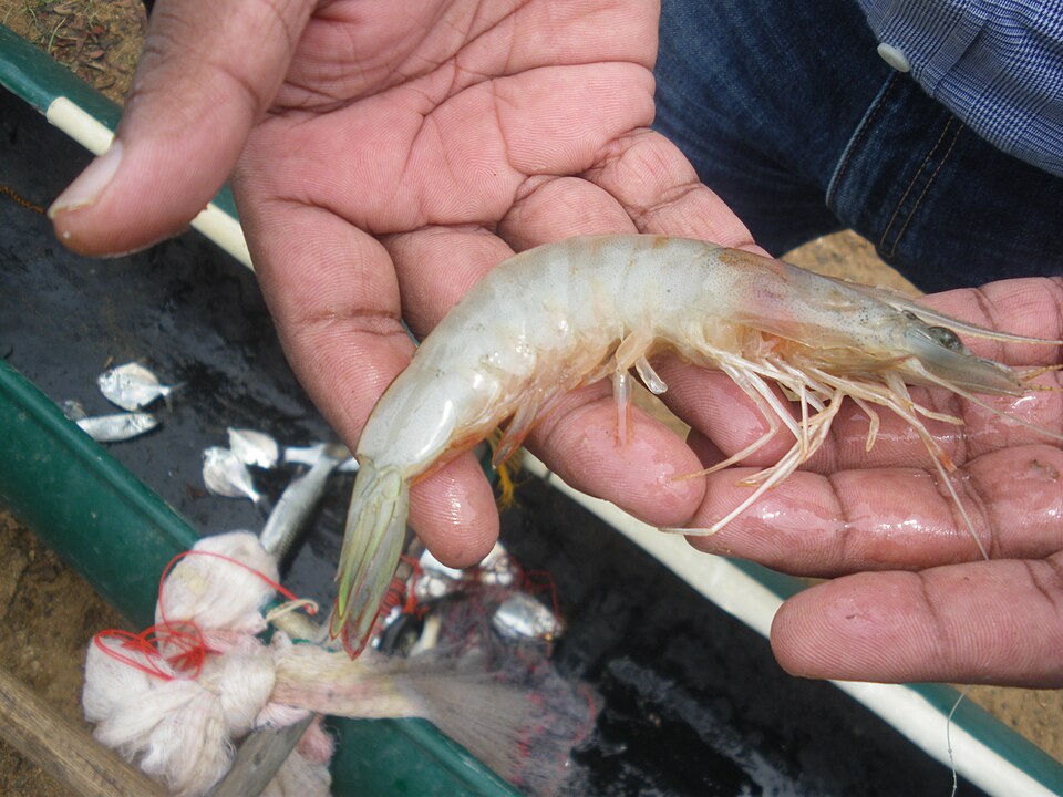 Indian white prawn