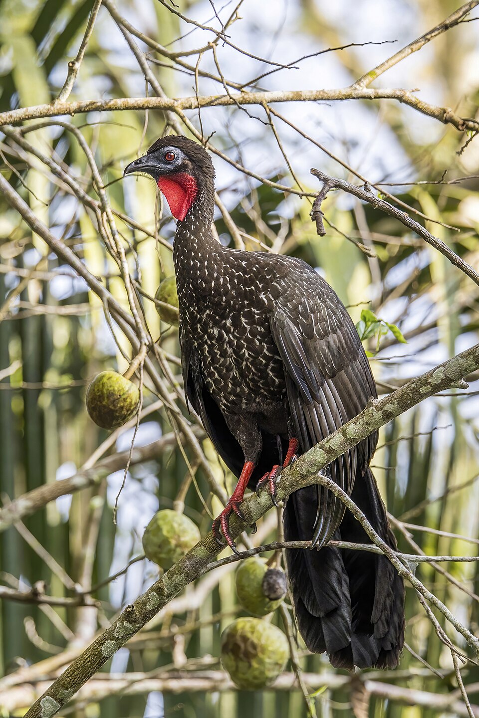 Crested Guan