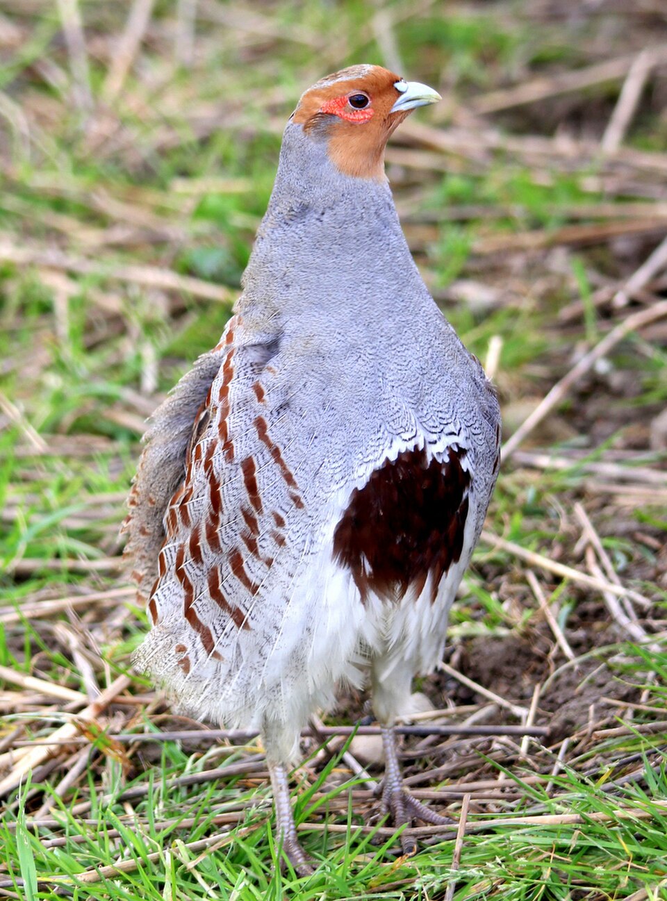 Gray Partridge