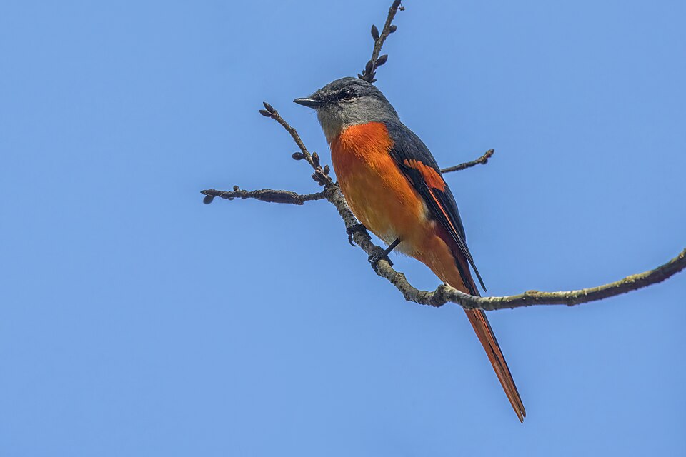 Gray-chinned Minivet