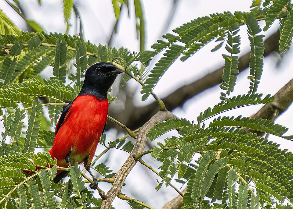 Scarlet Minivet