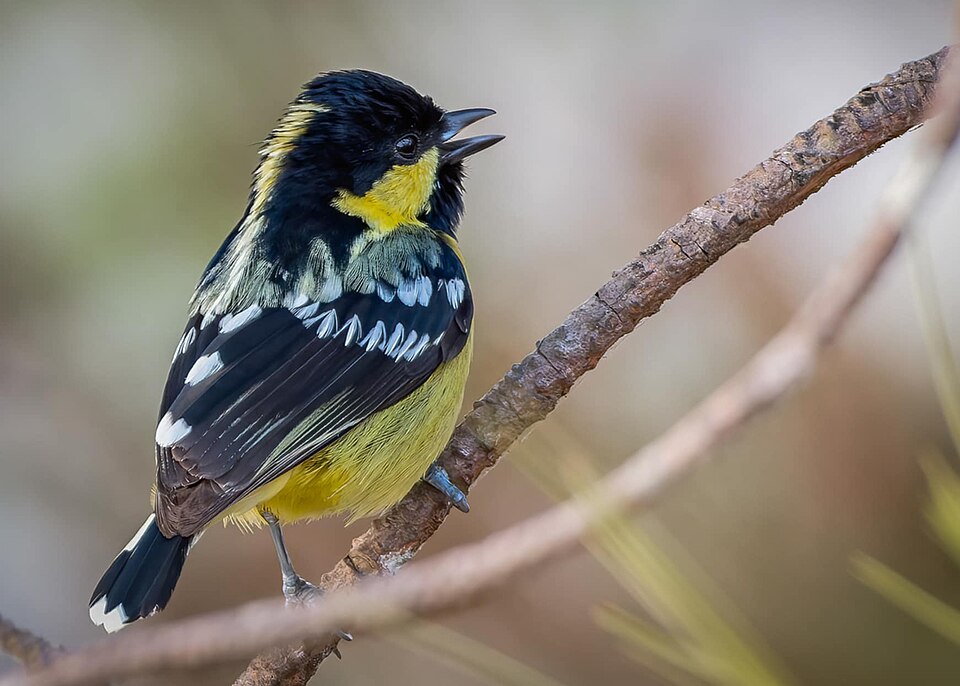 Elegant Tit