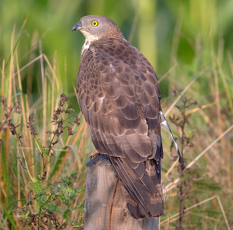 European Honey-buzzard