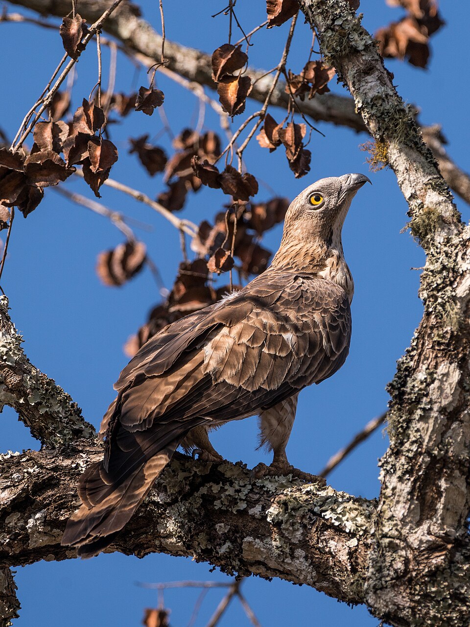 Oriental Honey-buzzard