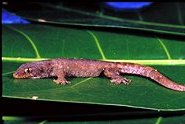 Fragile Micronesian Gecko